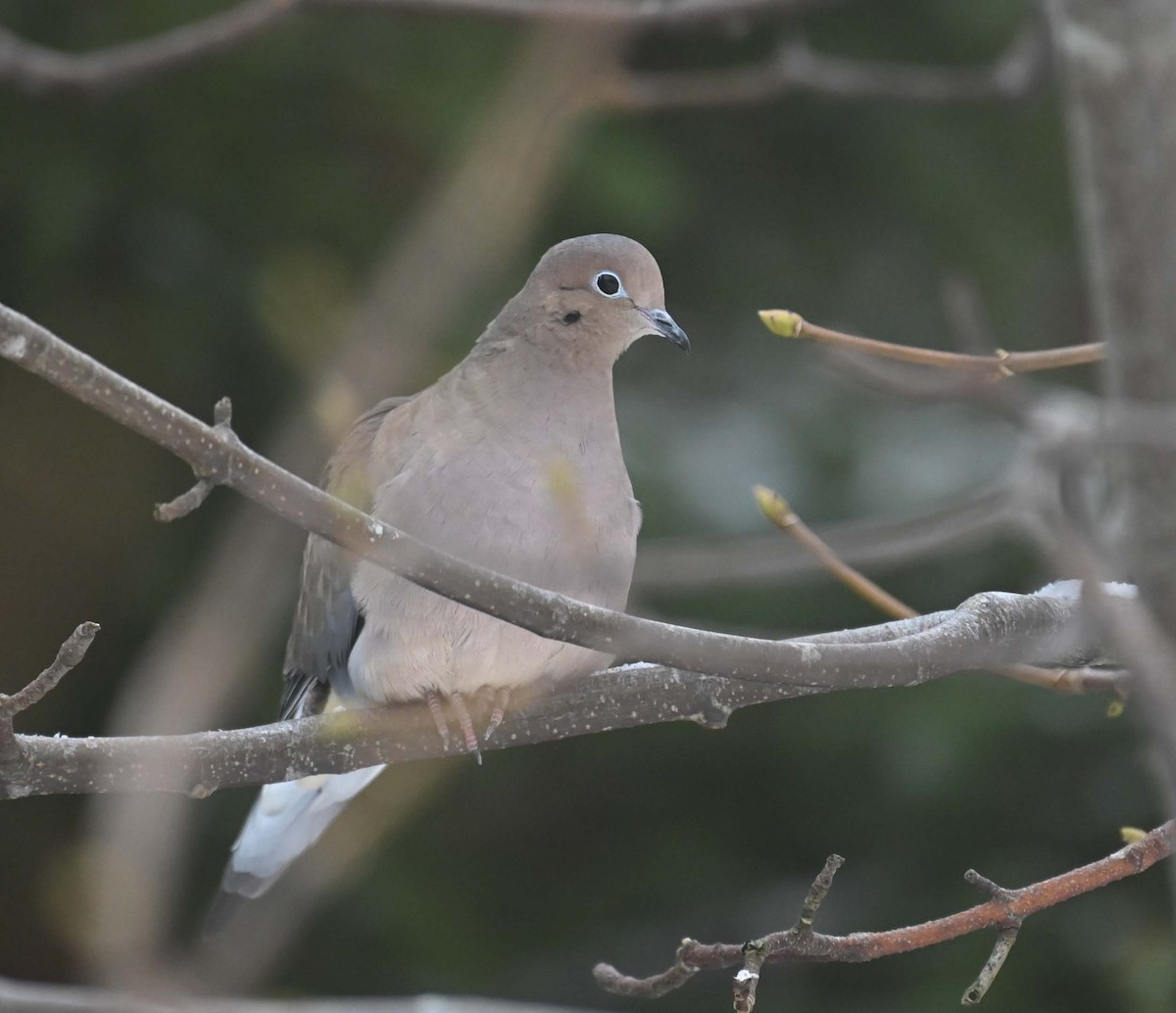 Mourning Dove - ML646366874
