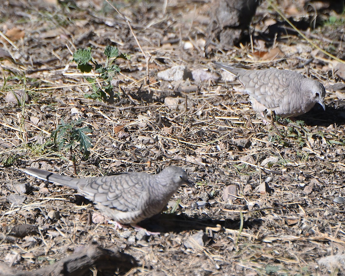 Горличка-інка мексиканська - ML646366876