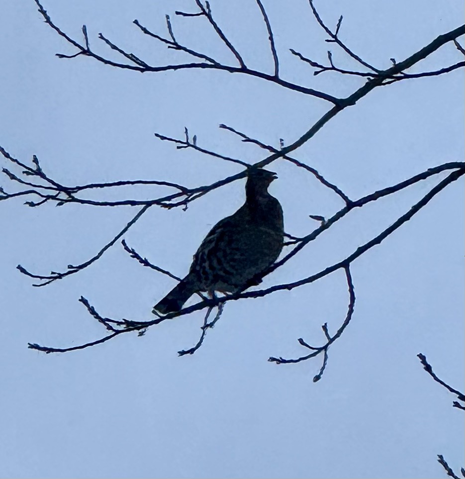 kragejerpe - ML646366877