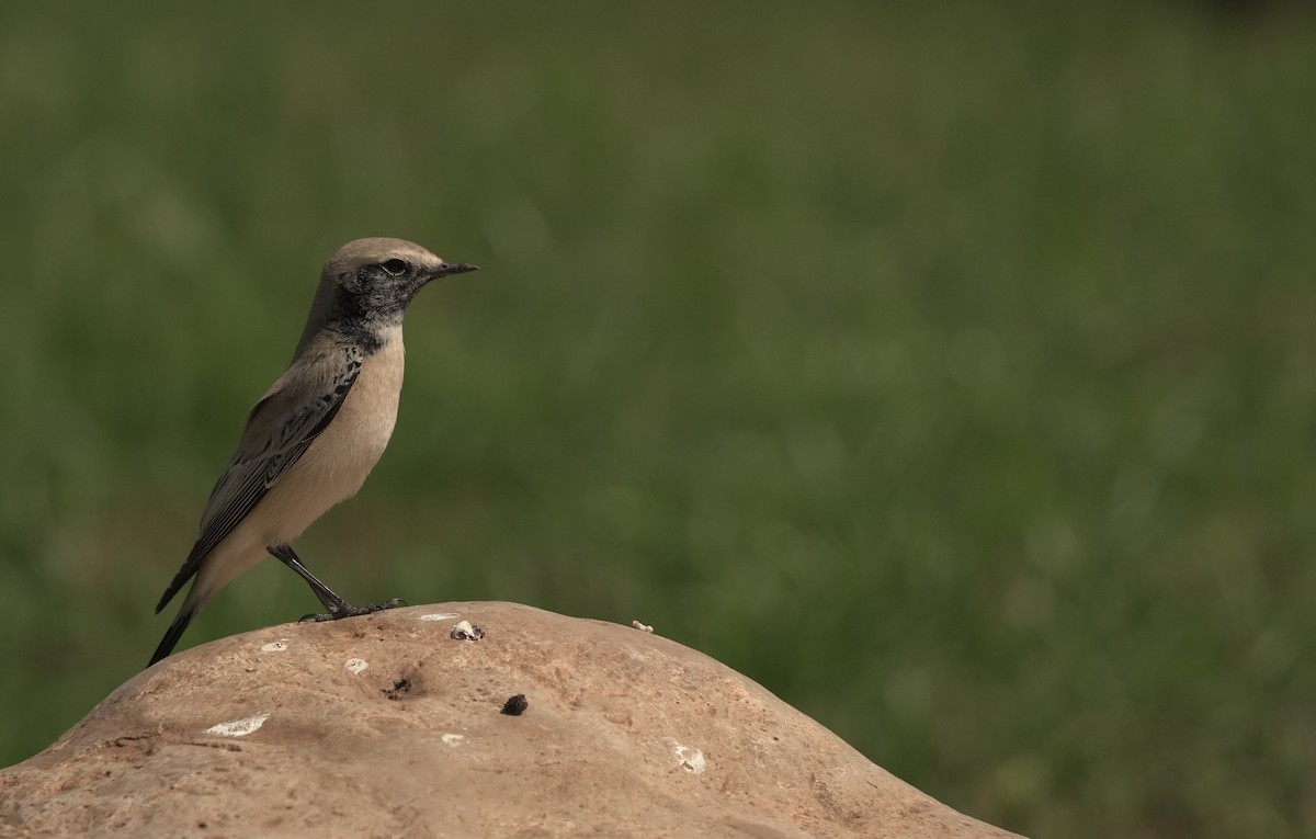 サバクヒタキ - ML646366879