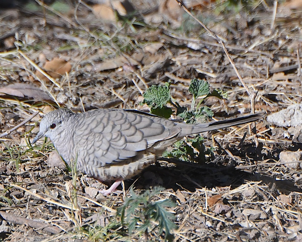 Горличка-інка мексиканська - ML646366880