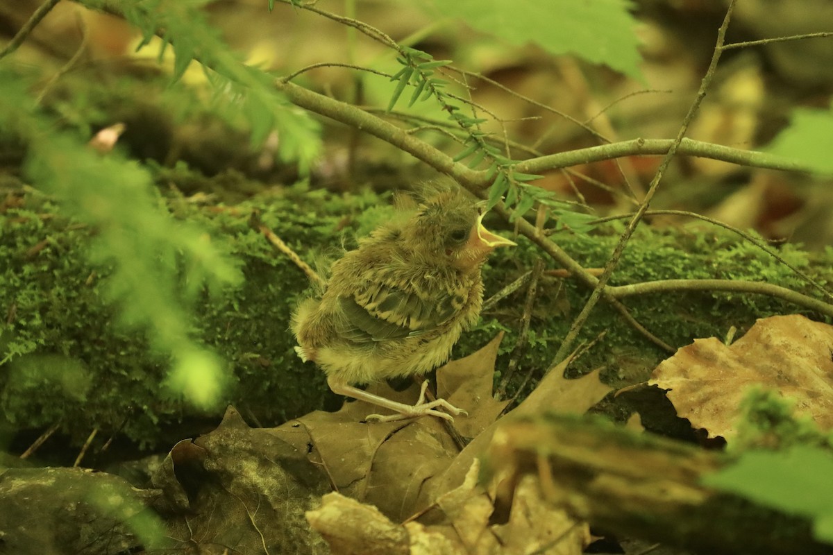 Pieperwaldsänger - ML646366881