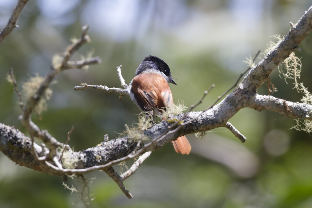 Mascarene Paradise-Flycatcher - ML646366885