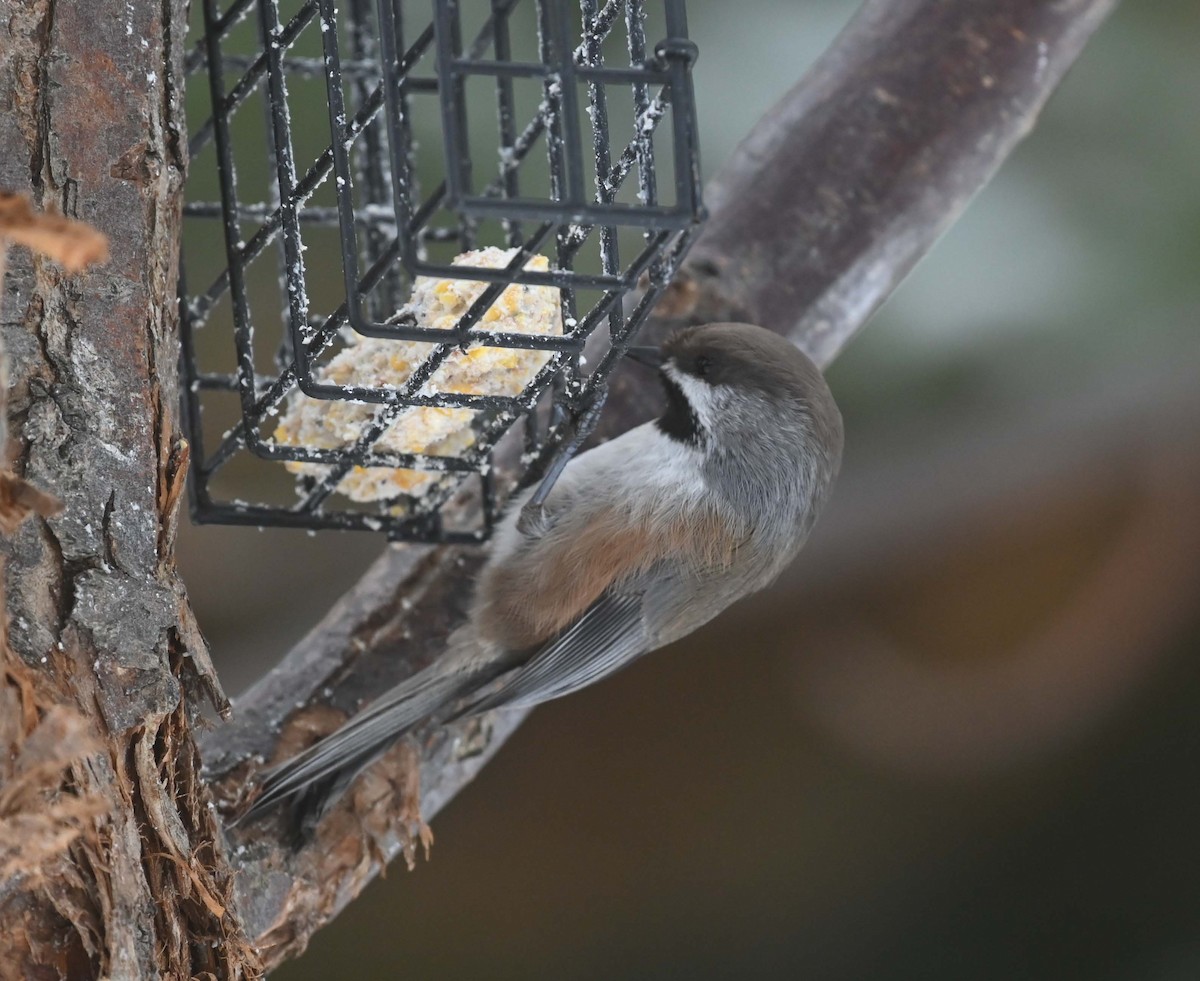 Boreal Chickadee - ML646366886