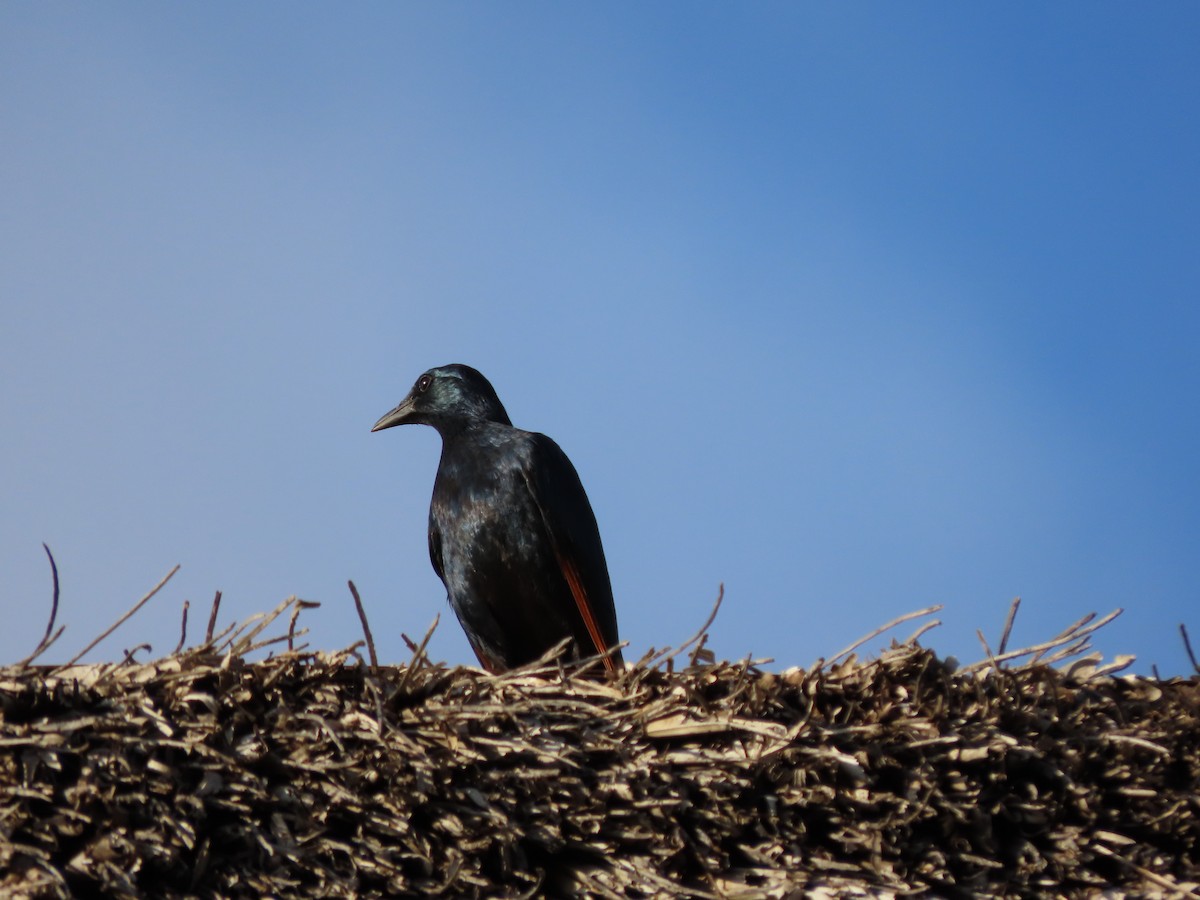Red-winged Starling - ML646366887