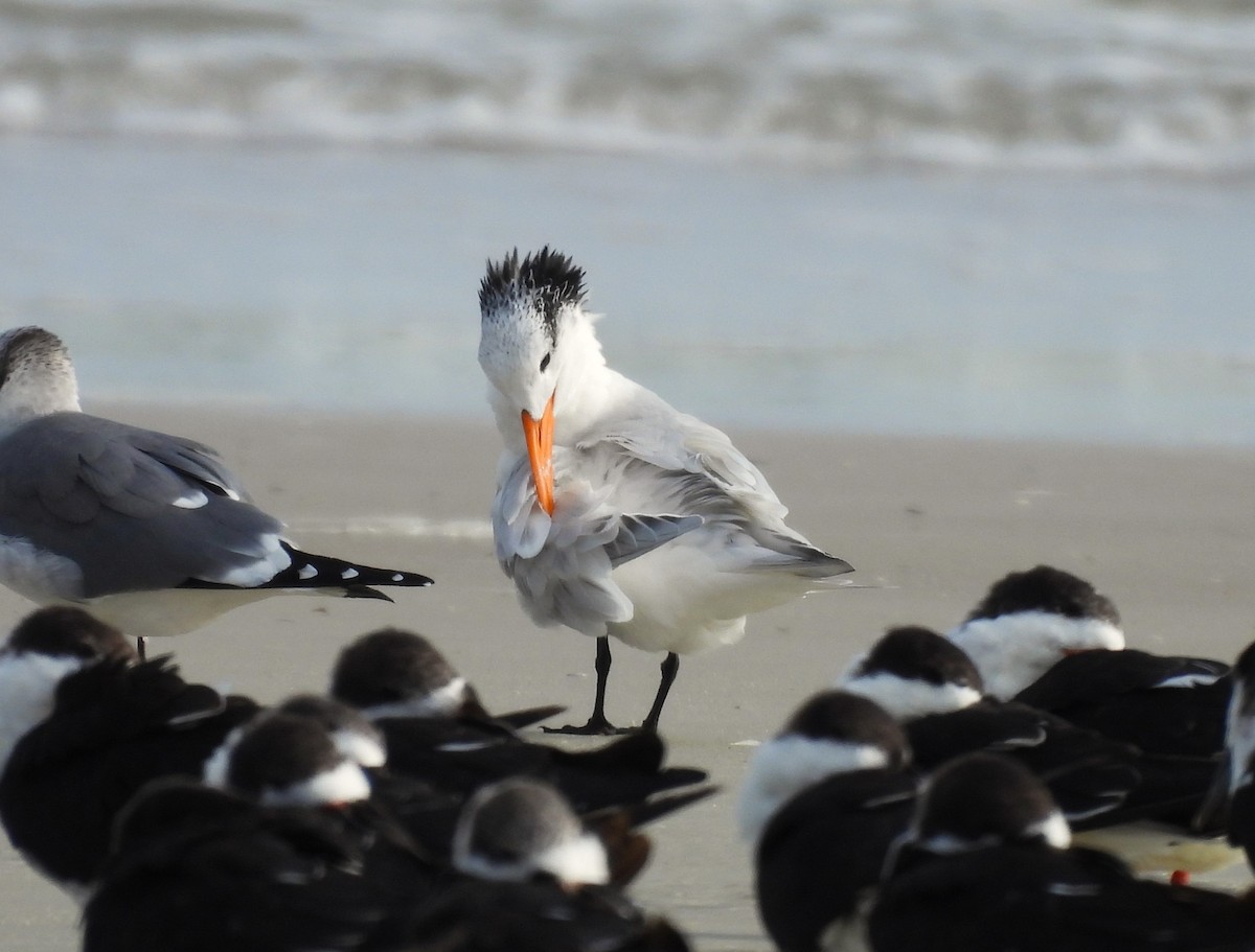 Royal Tern - ML646366899