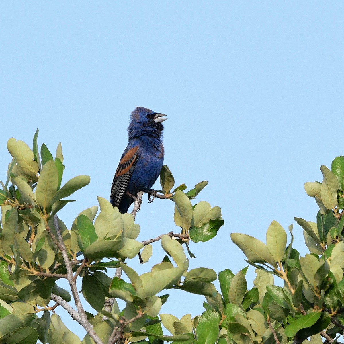 Blue Grosbeak - ML646366900