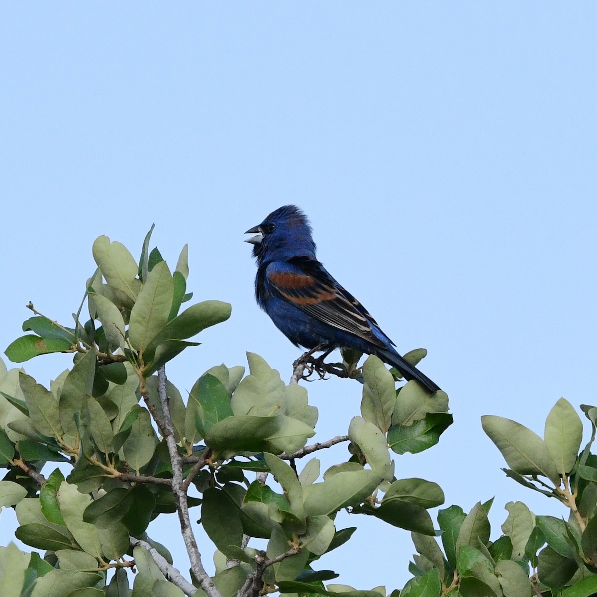 Blue Grosbeak - ML646366901