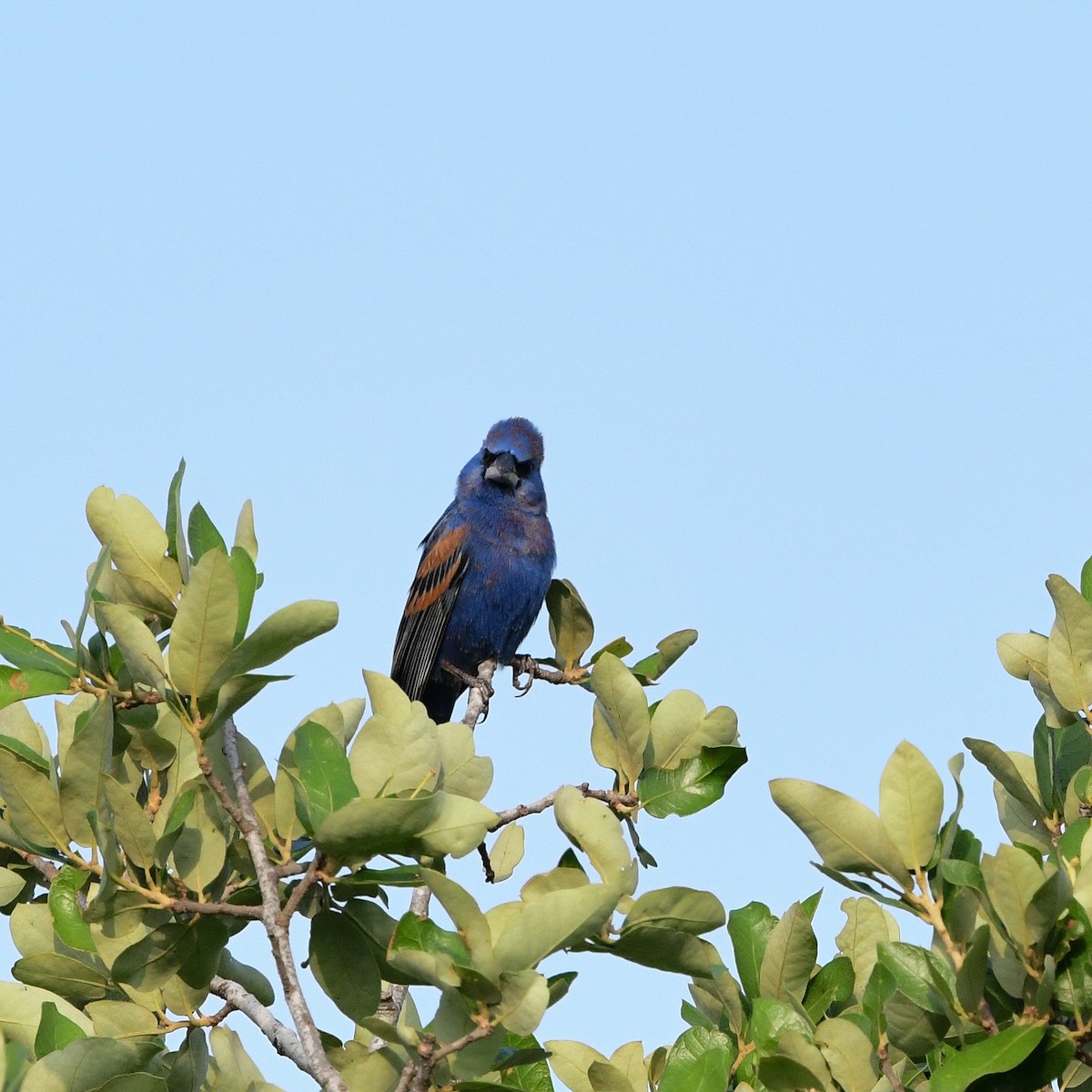 Blue Grosbeak - ML646366902