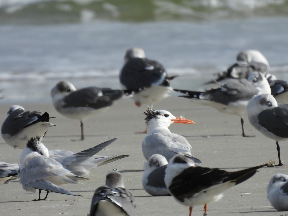 Royal Tern - ML646366903