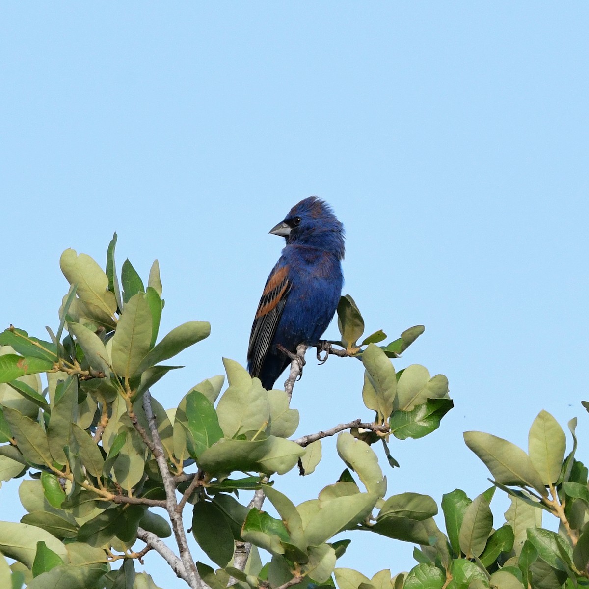 Blue Grosbeak - ML646366904