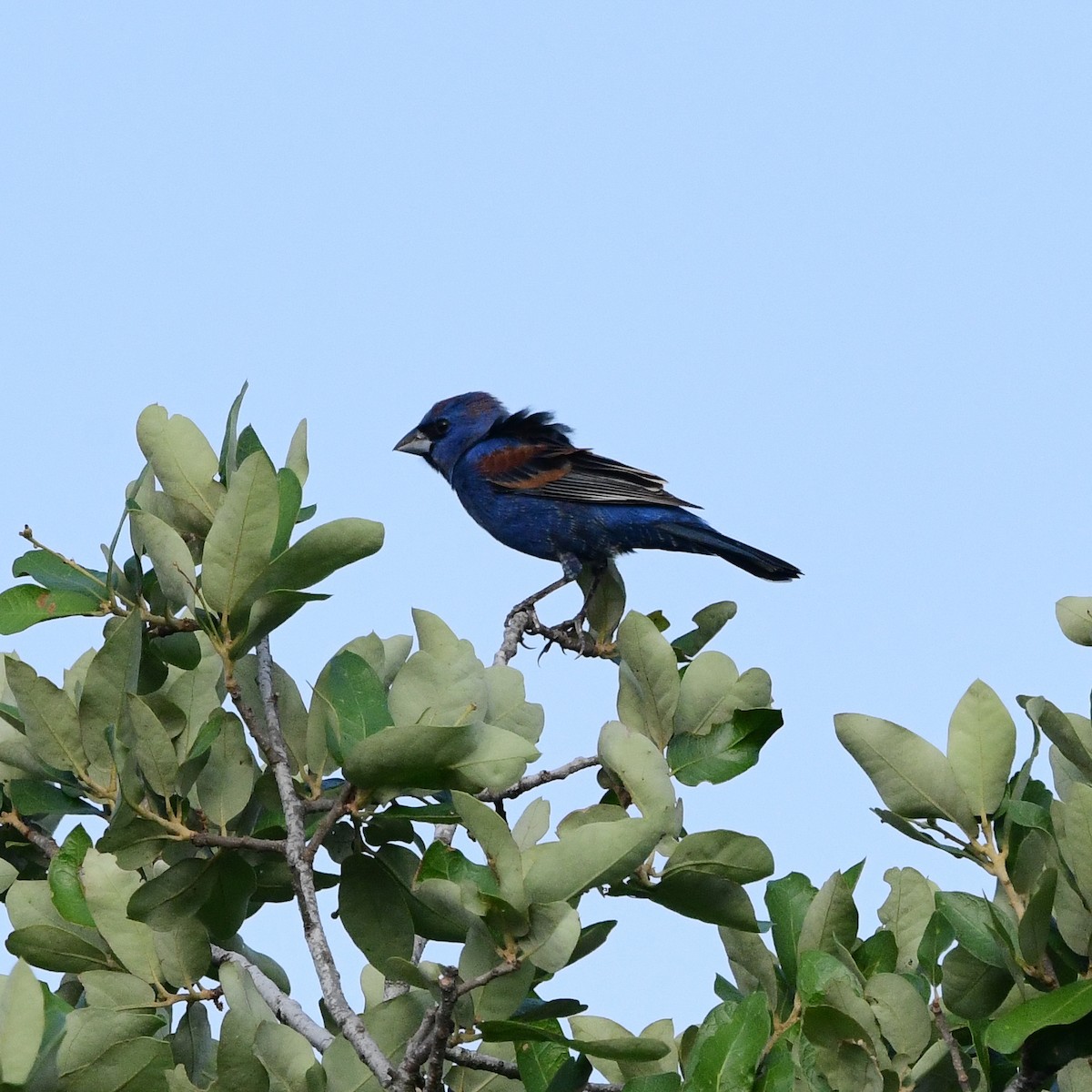 Blue Grosbeak - ML646366905
