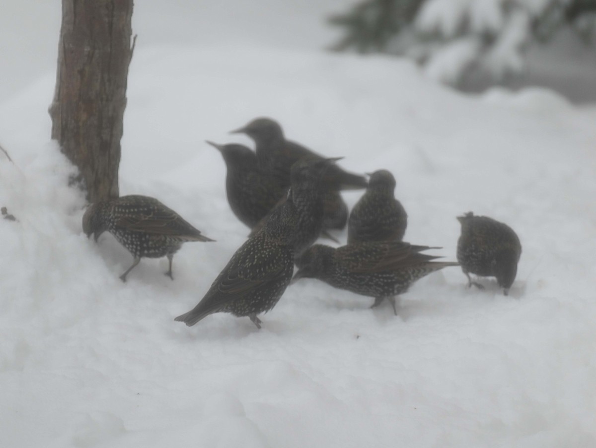 European Starling - ML646366906