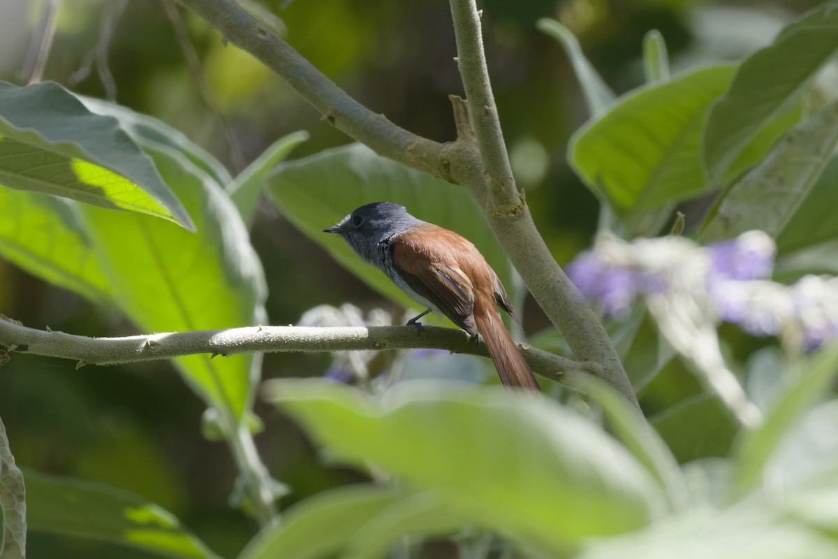 Mascarene Paradise-Flycatcher - ML646366907