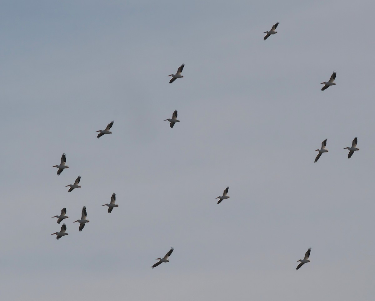 American White Pelican - ML646366908
