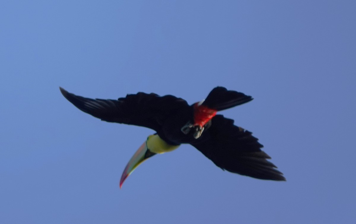 Keel-billed Toucan - ML646366909