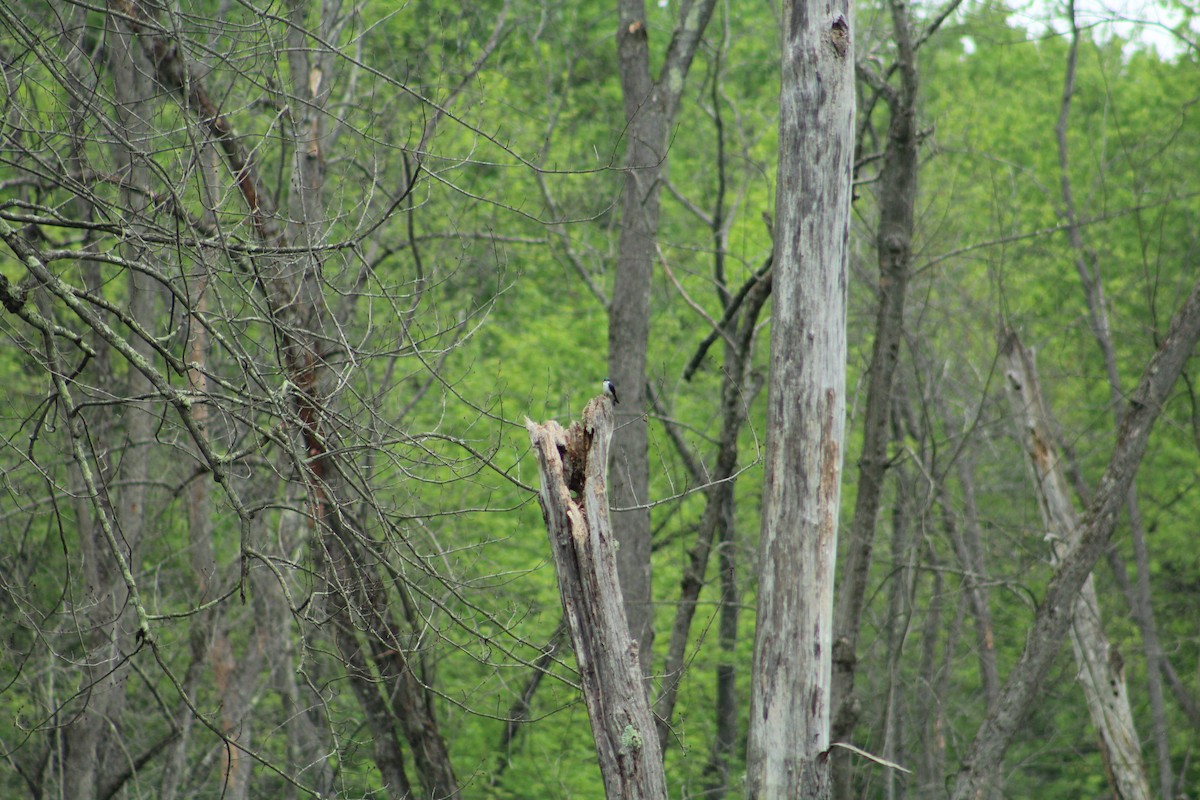 Tree Swallow - ML646366910