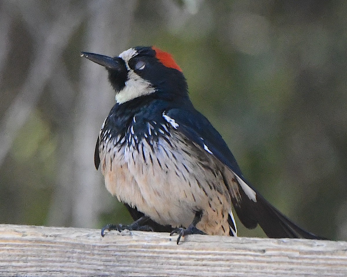 Гіла чорновола - ML646366911