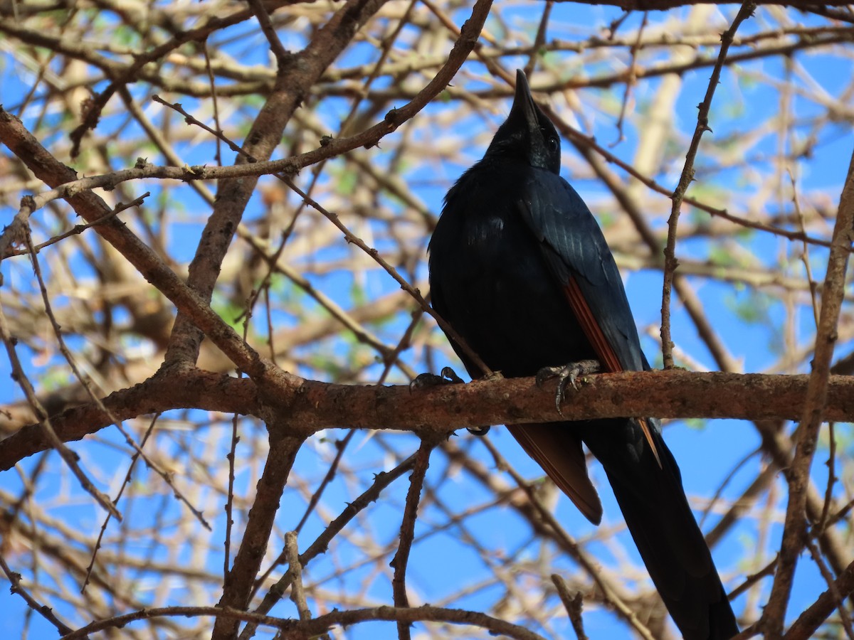 Red-winged Starling - ML646366914