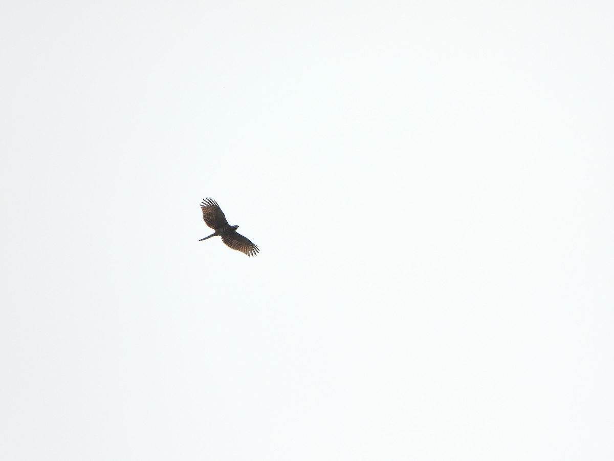 hákozobec neotropický - ML646366915