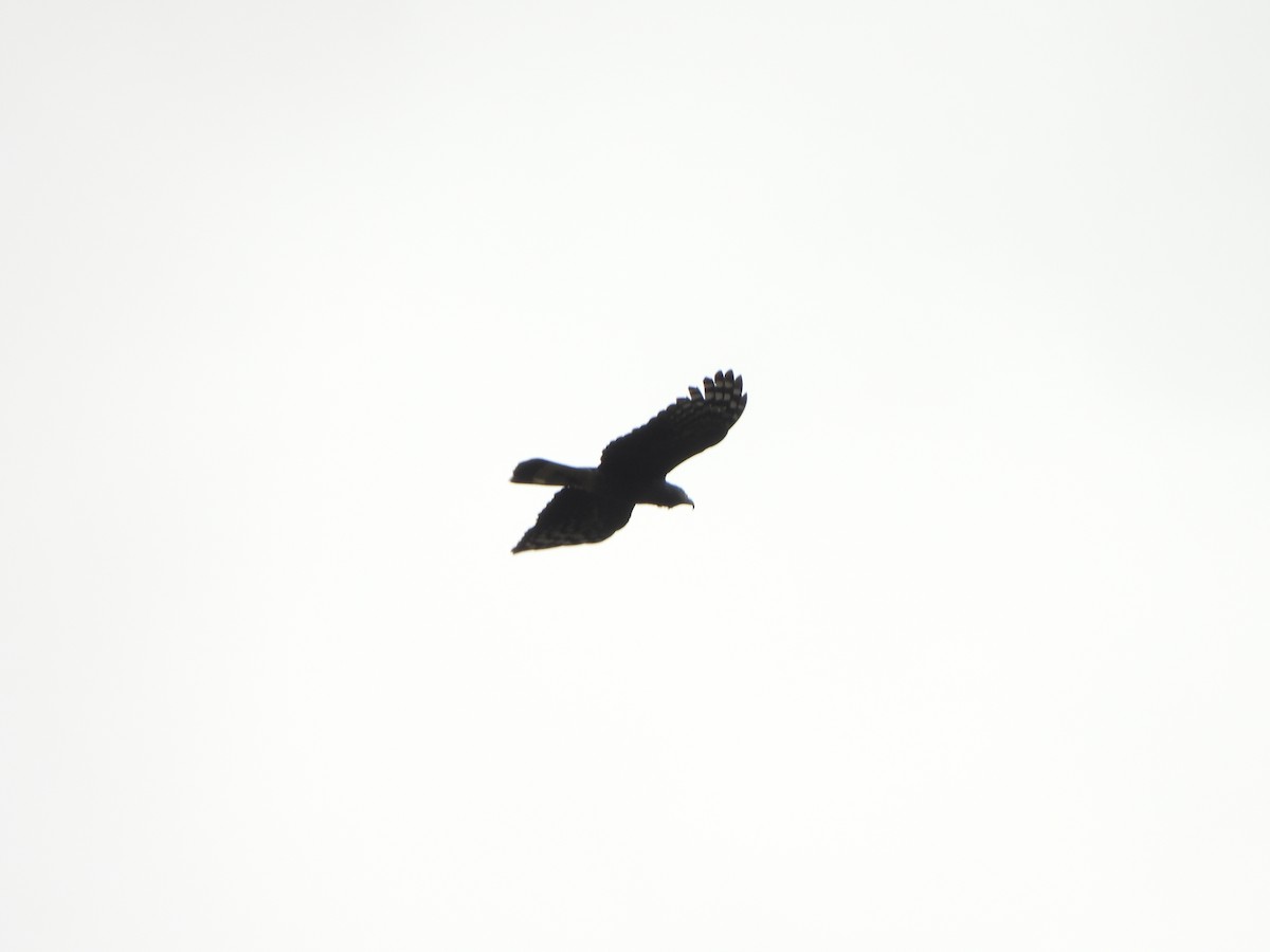 hákozobec neotropický - ML646366916