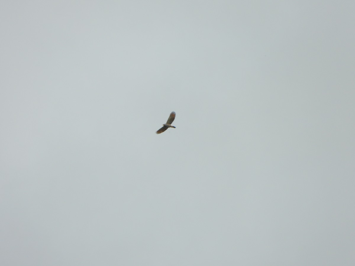 Yol Şahini - ML646366917