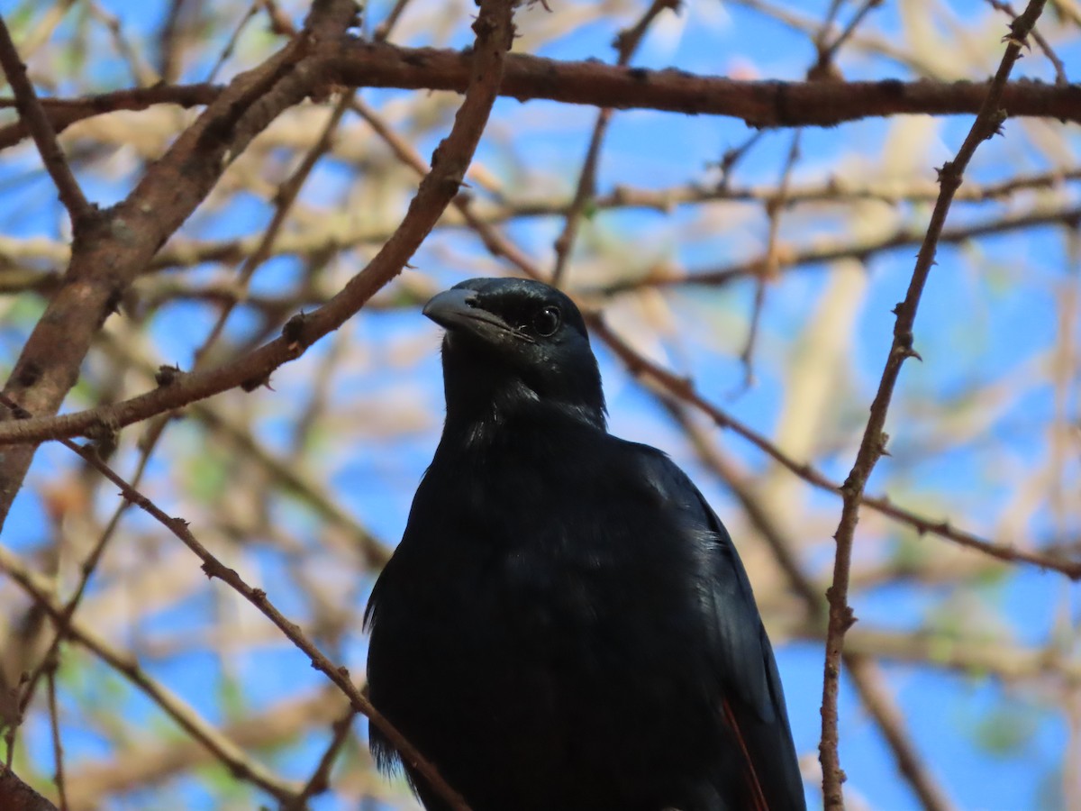 Red-winged Starling - ML646366919