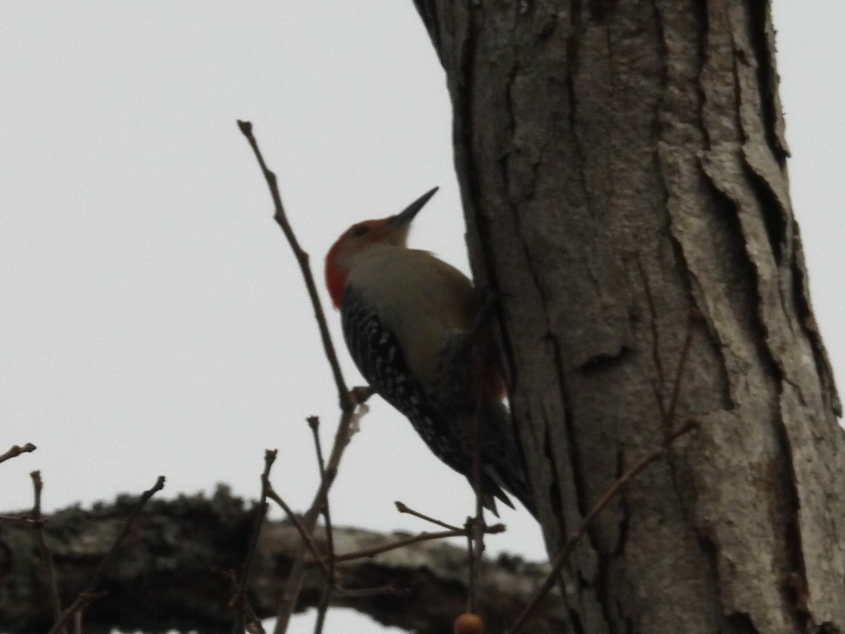 Carolinaspecht - ML646366921