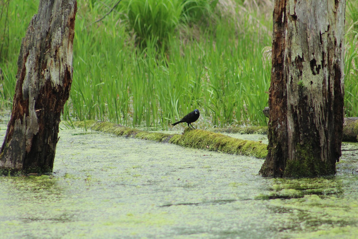 Purpurgrackel - ML646366922