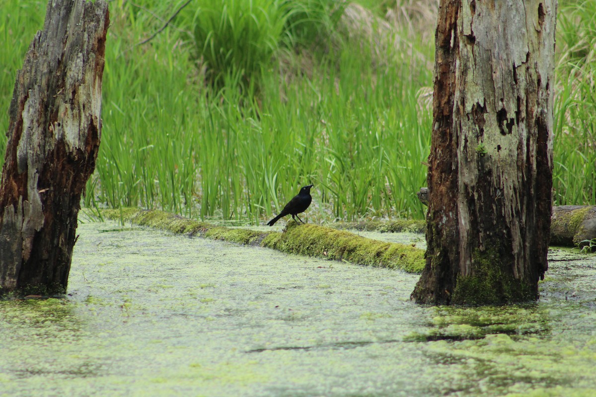 Purpurgrackel - ML646366923