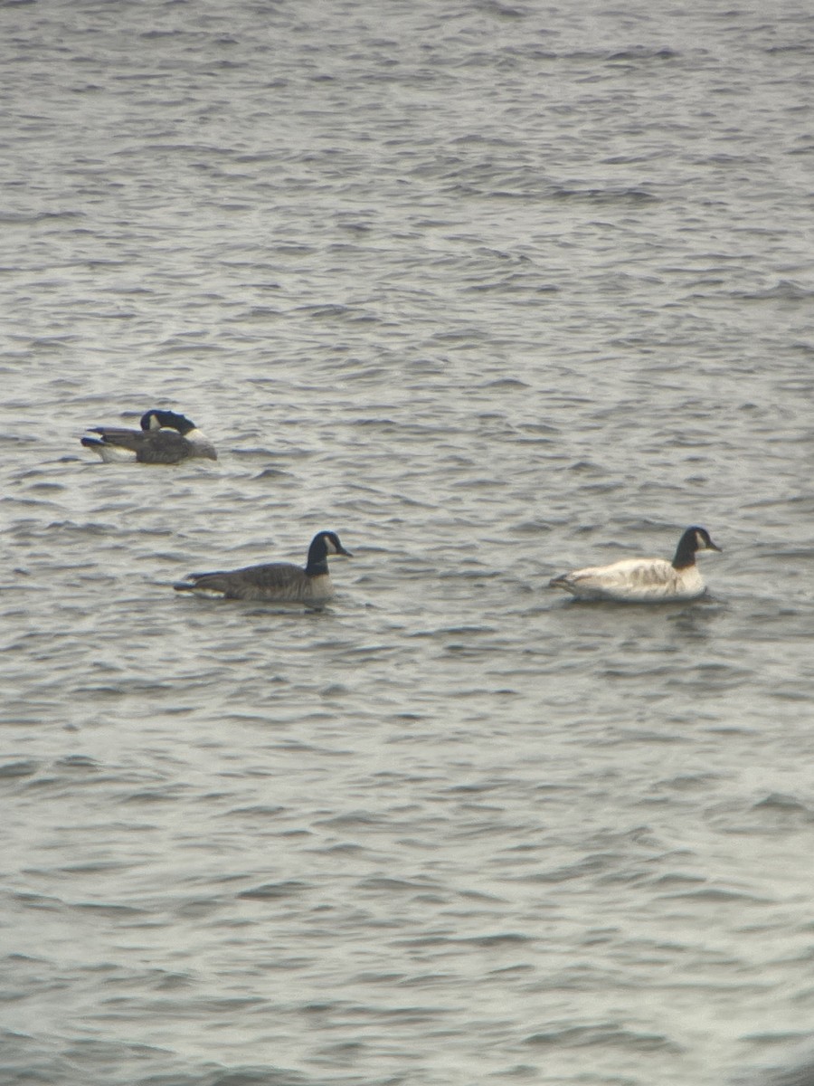 Kanadagans - ML646366924