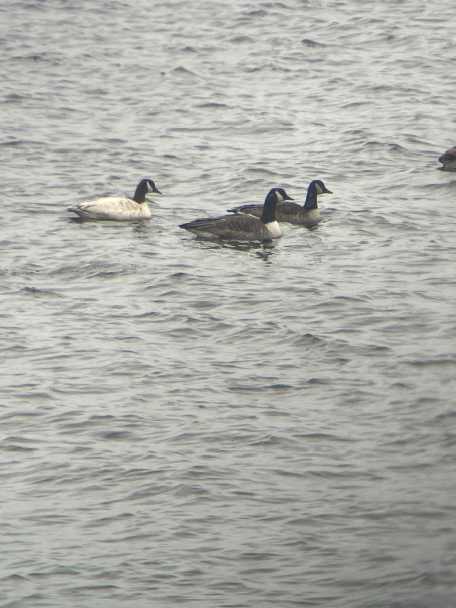 Kanadagans - ML646366925