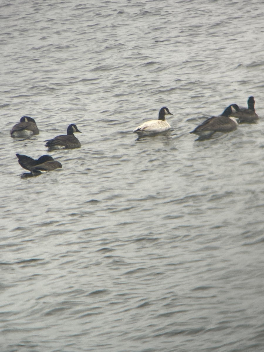 Kanadagans - ML646366926