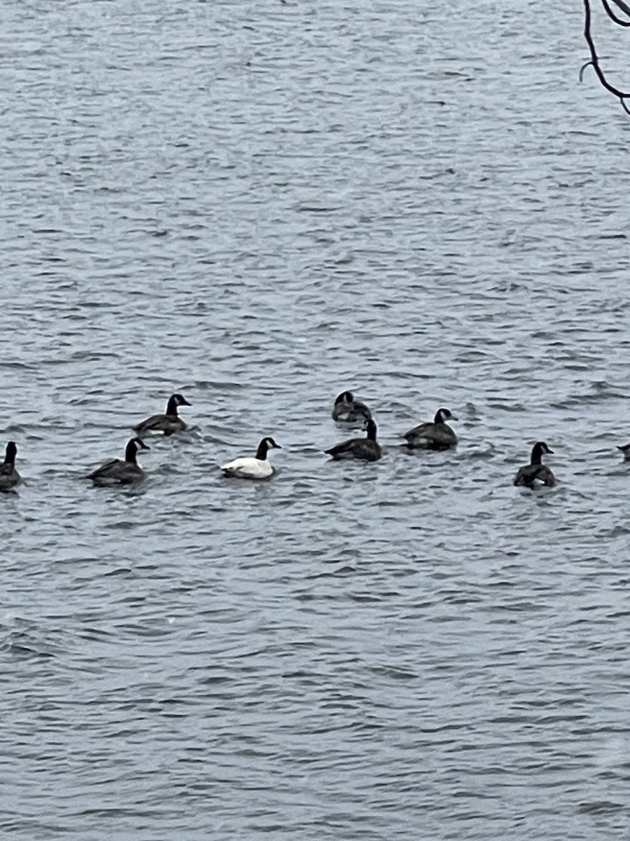 Kanadagans - ML646366927