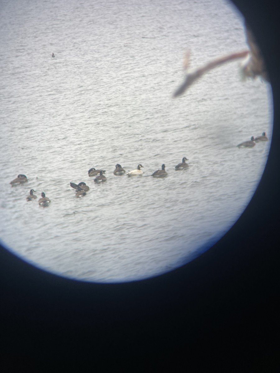 Kanadagans - ML646366928