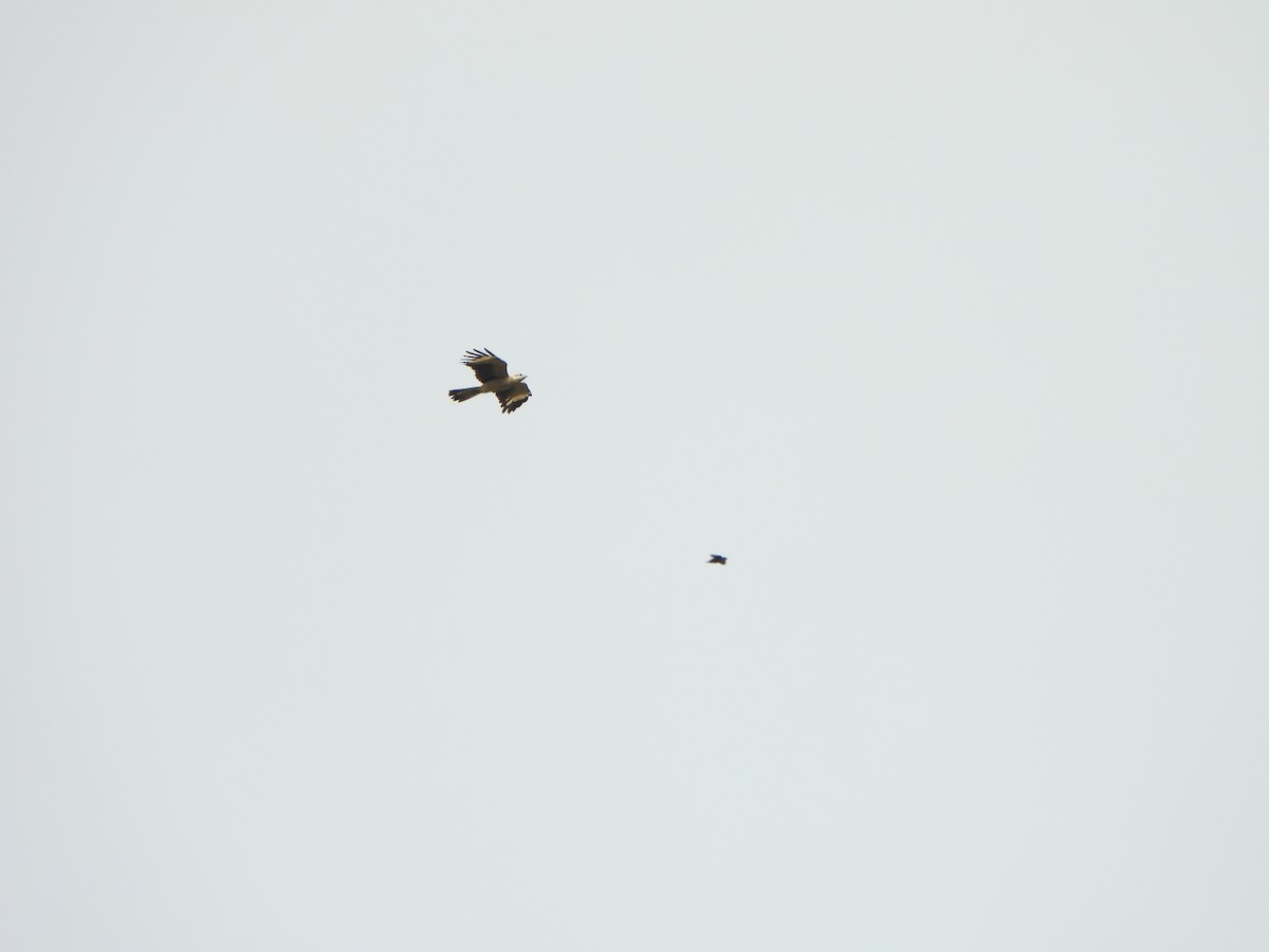 Gelbkopfkarakara - ML646366930