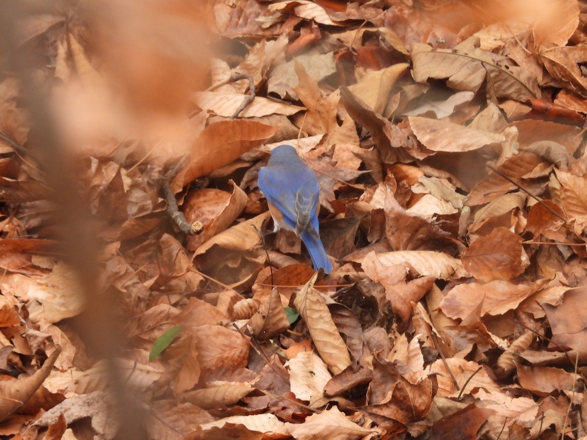 Rotkehl-Hüttensänger - ML646366932