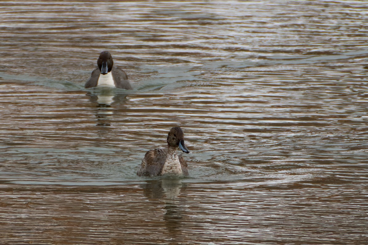 Spießente - ML646366933