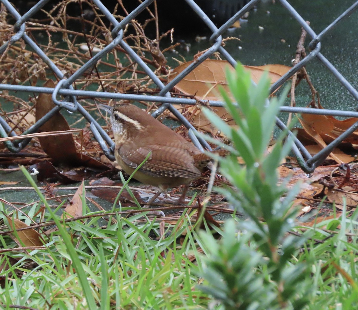 Carolinazaunkönig - ML646366935