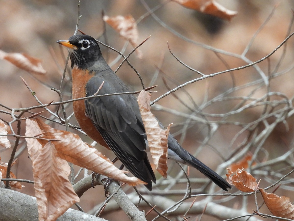 Wanderdrossel - ML646366937