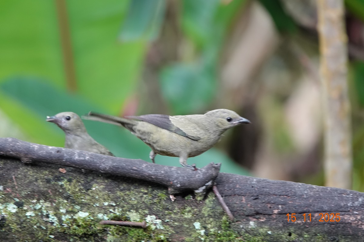 Palmentangare - ML646366938