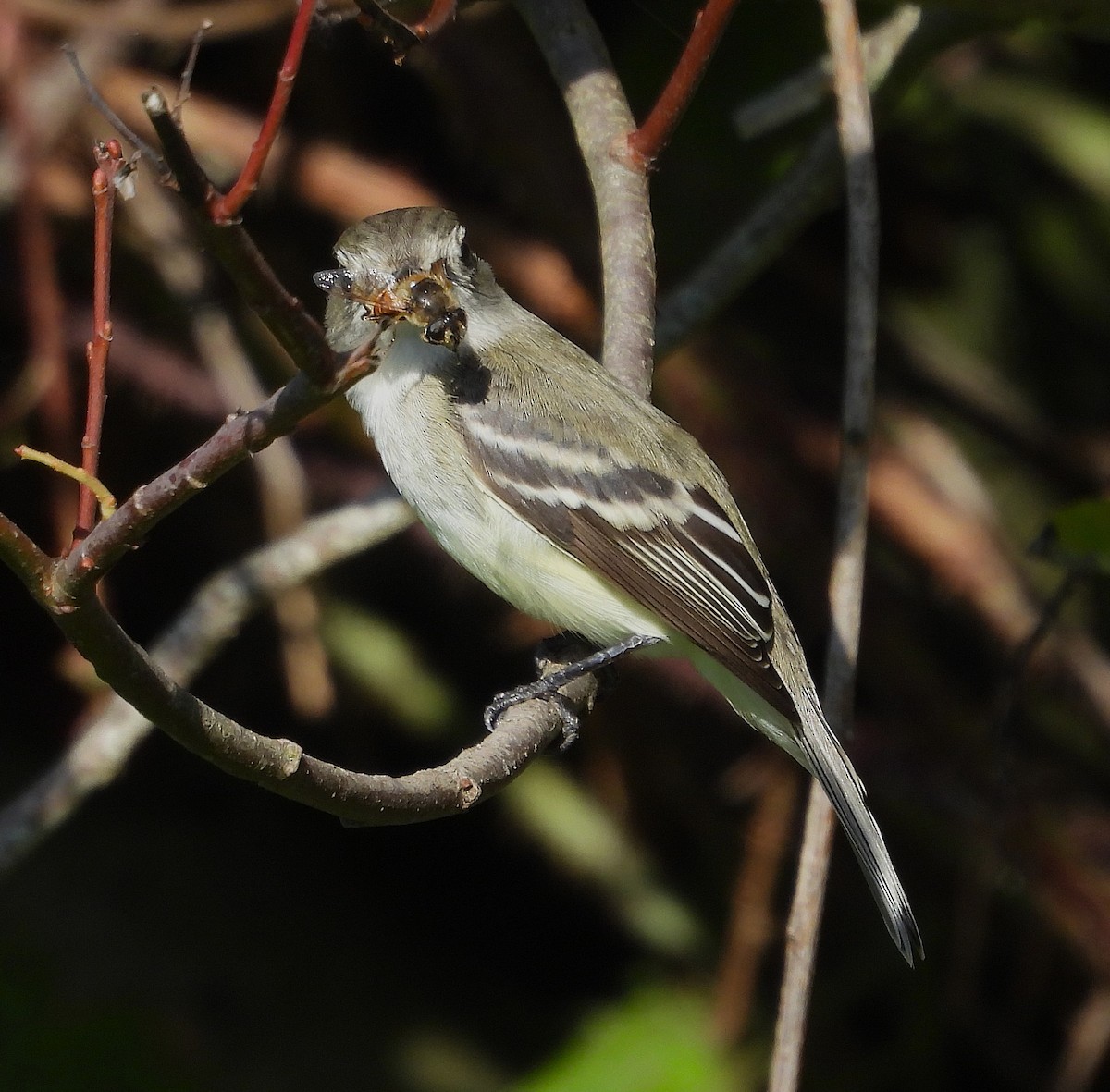 Least Flycatcher - ML646366939
