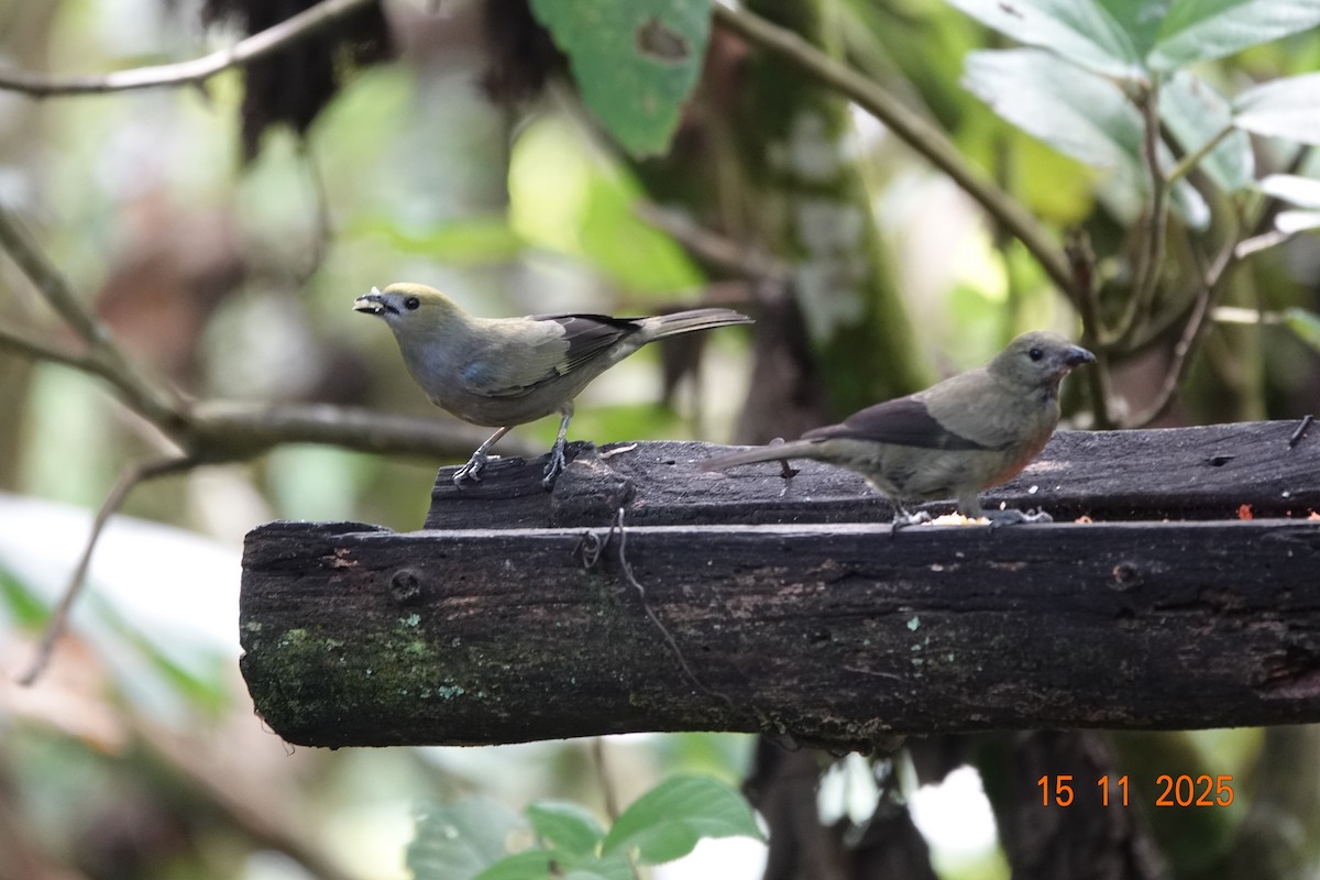 Palmentangare - ML646366940