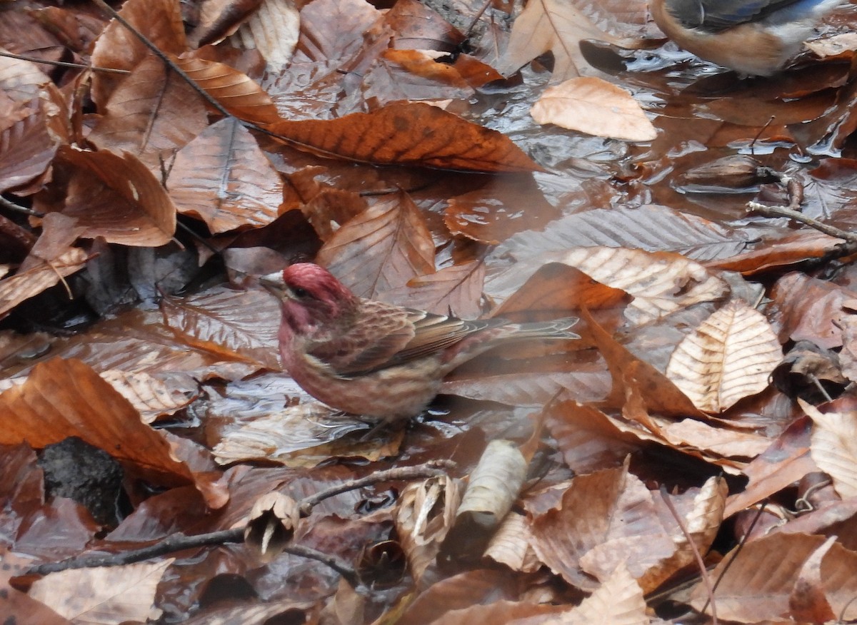 Hausgimpel - ML646366942