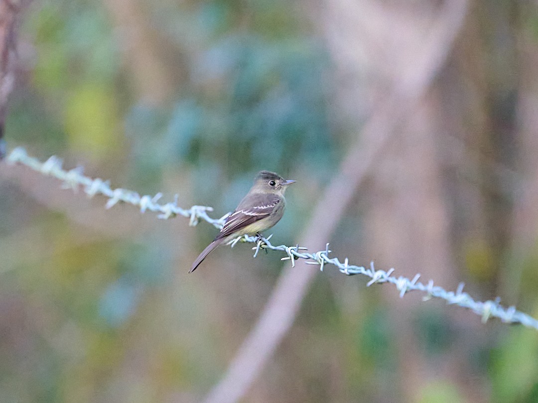 Waldschnäppertyrann - ML646366943