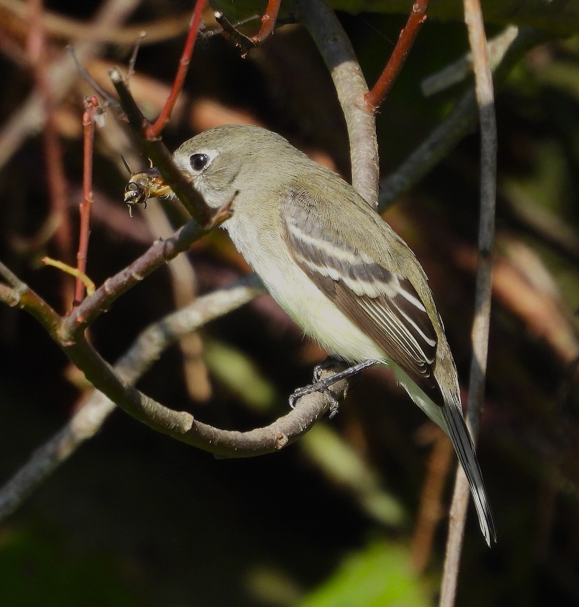 Least Flycatcher - ML646366944