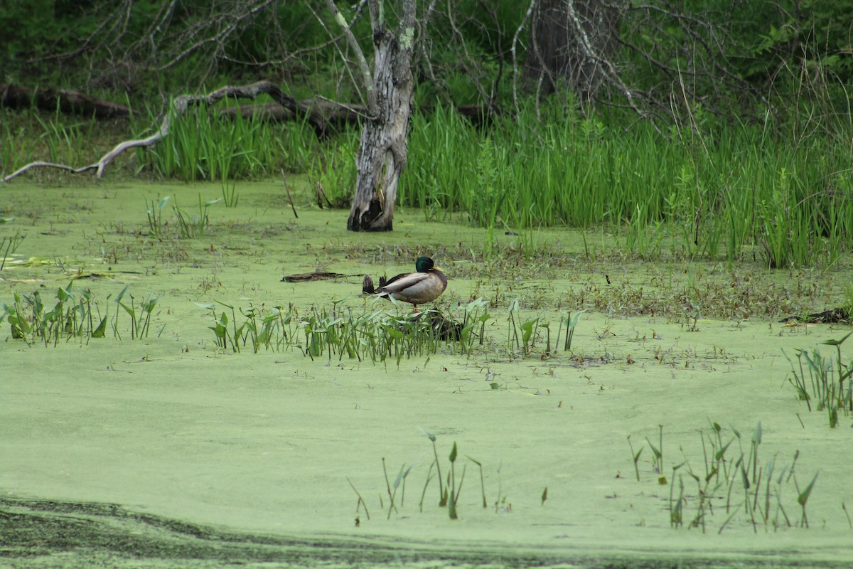 Stockente - ML646366945