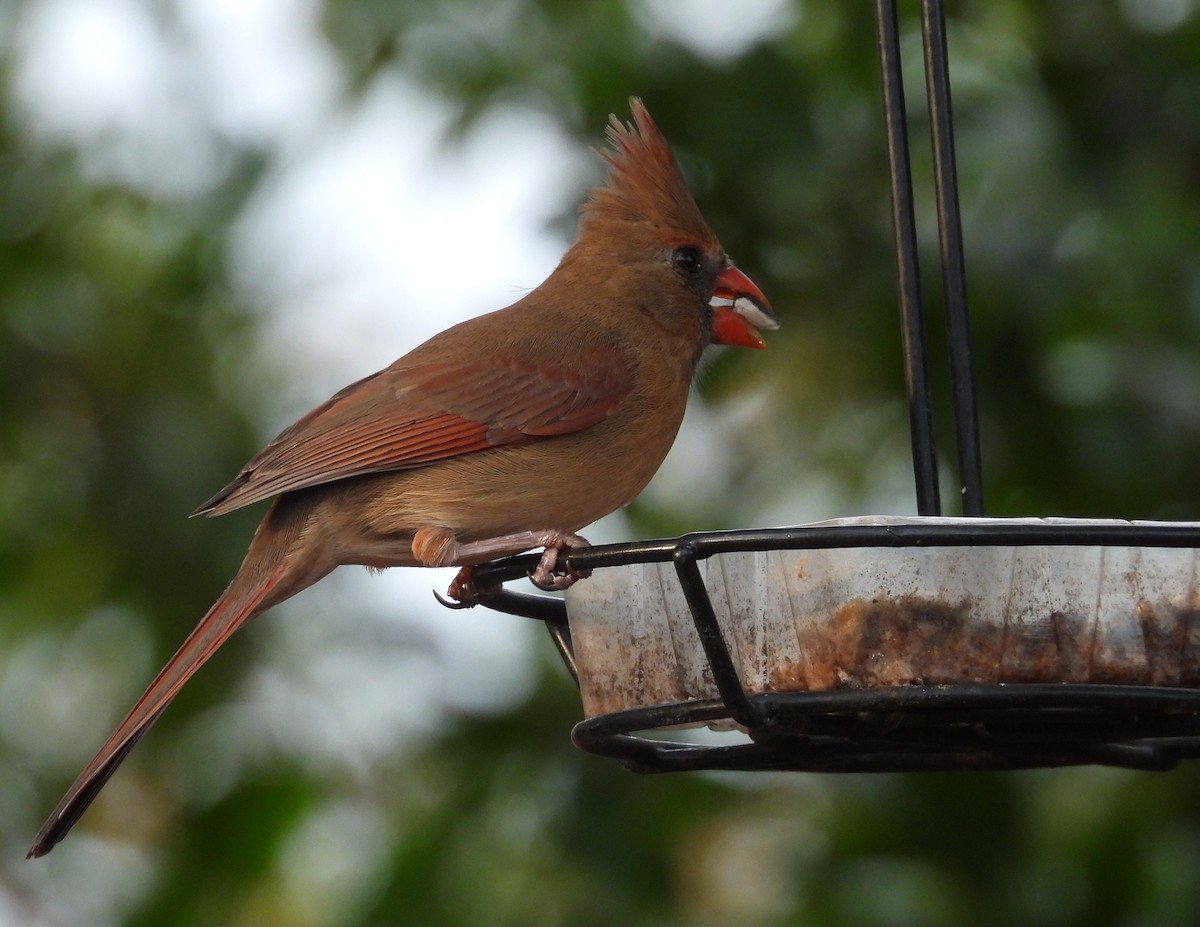 Rotkardinal - ML646366946