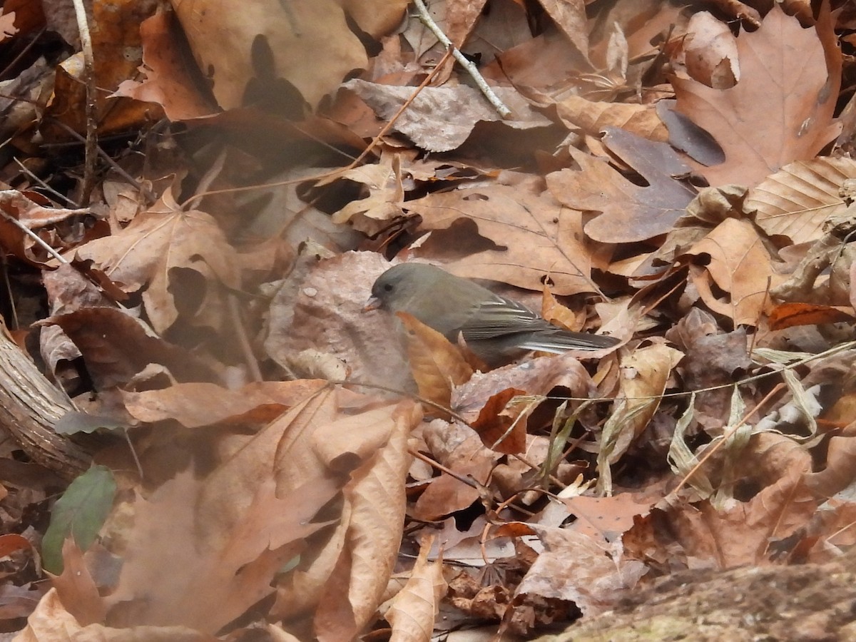 Winterammer - ML646366947