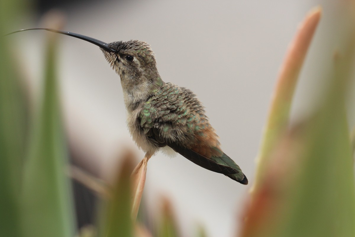 Atacamakolibri - ML646366948